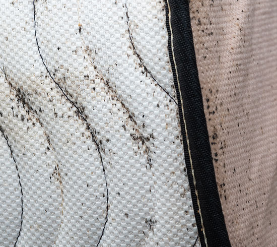 Bed Bug Treatment Atlanta